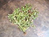sample leaves